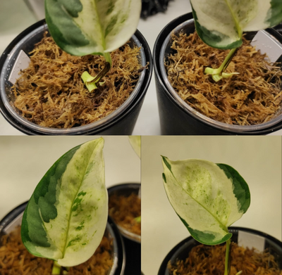 Epipremnum Global Japanese