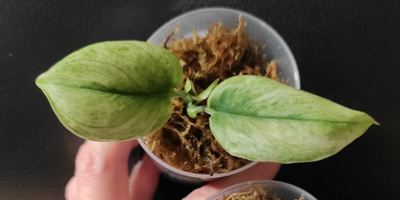 Scindapsus Treubii Ghost Mint