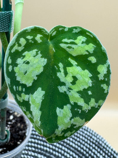 Scindapsus Tricolor SP Kalimantan